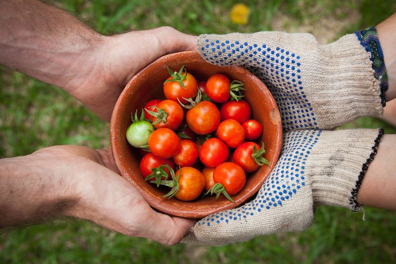 Manos sosteniendo un cuenco de tomates recién cosechados